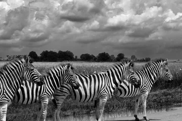 Gardinen Black and white picture of zebra with a cloudy sky © Andrew