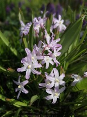 The first spring plant with many small pink star-shaped flowers.Blooming Chionodoxa luciliae Pink Giant. Floral Desktop wallpaper