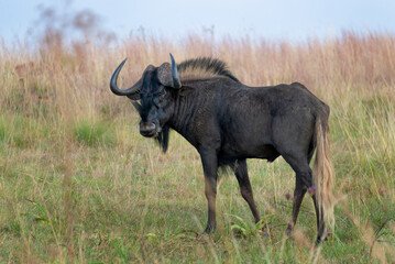 Naklejka na ściany i meble Black wildebeest