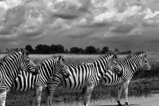 Black and white picture of zebra with a cloudy sky