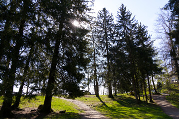Forest with gravel path and fir trees in backlight at local mountain Uetliberg on a sunny spring day. Photo taken April 21st, 2022, Zurich, Switzerland.