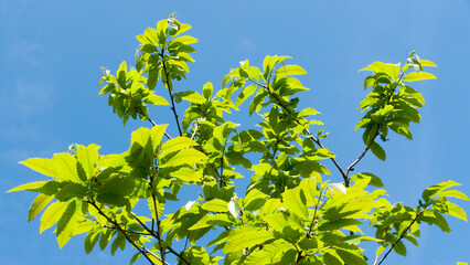 Hojas verdes en ramas de castaños y cielo azul