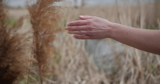 The hand gently touches the top of the grass 0