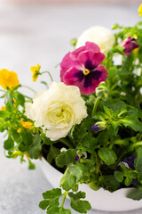 White round vase with spring and summer flowers Ranunculus and Muscari, Petunias and Pansies in the ground on a gray background, home decoration with flowers