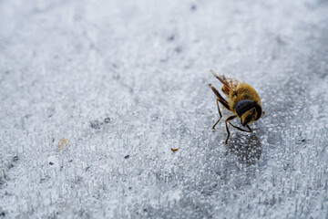 frozen bee due to a sudden autumn cold