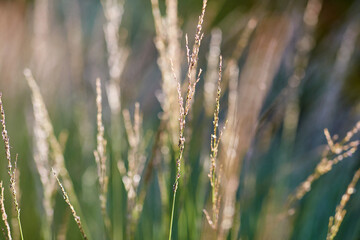 nature and flora concept - close up of herbs growing in summer field