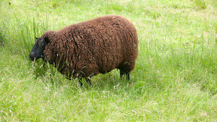 Oveja cargada de lana marrón pastando en pradera de hierba verde
