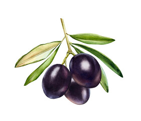 Watercolor black olives. Branch with ripe fruits and leaves. Realistic botanical painting with fresh olives. Botanical illustration on white. Hand drawn tasty food design element