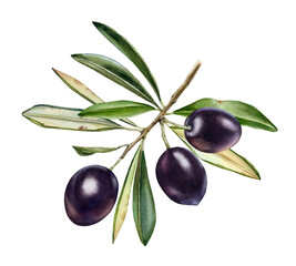 Watercolor olive branch. Ripe black fruits with leaves. Realistic painting with fresh olives. Botanical illustration on white. Hand drawn tasty food design element