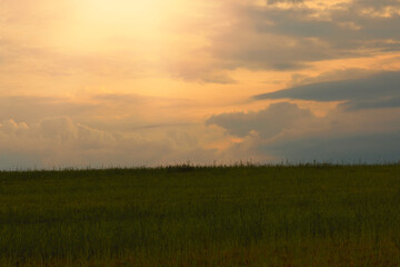 Green field and sunset in background.Spring season.High quality photo.