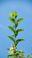 Hojas verdes en tallo largo y cielo azul