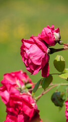 Rosal de rosas rojas en valle verde 