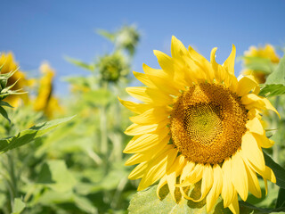 Naklejka premium 伊計島のひまわり畑 Sunflower field in Ikei Island Okinawa, Japan