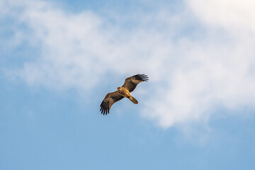 Whistling Kite flying over the Murray River in South Australia
