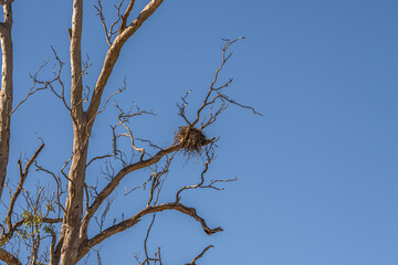 Whistling Kite nest over the Murray River in South Australia
