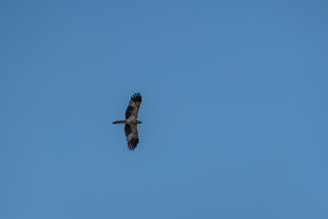 Whistling Kite flying over the Murray River in South Australia