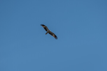 Whistling Kite flying over the Murray River in South Australia