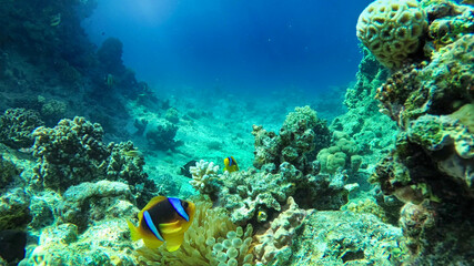 amazing coral reef and fish