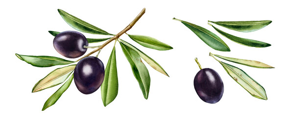 Black olive branch. Watercolo collection with ripe fruits and additional leaves. Realistic botanical painting with fresh olives. Hand drawn set with tasty food design elements