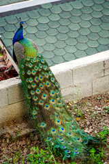 Obraz premium Peacock bird with vibrant colored tail