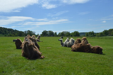 Group of camels sitting and laying down outside on grass with blue sky