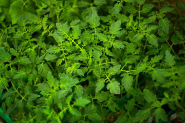 Green tomato sprouts for small kitchen vegetable garden