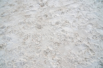Obraz premium Many paws on white sand of the beach. Full frame. Surface and texture background.