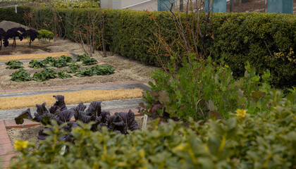 都会で家庭菜園