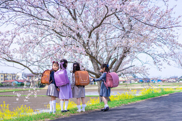 Obraz premium ランドセルを背負って楽しく登校する小学生の女の子たち