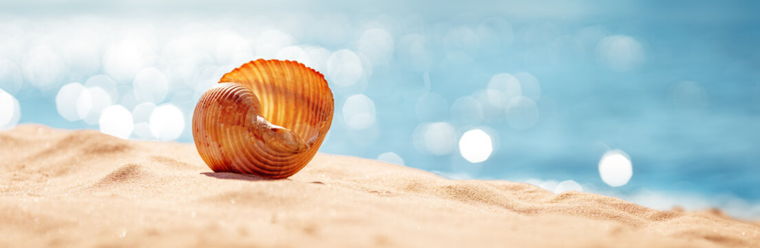 Shell on the sand of the sea beach in summer