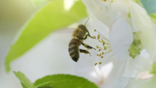 Macro of bee on white apple flower in springtime. Slow motion shot of honey bee flies on a flowering tree to collect pollen