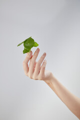 Front view of gotu kola on hand model in white background	