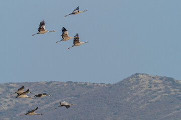 A flock of eurasian crane (Grus grus) in winter in Gallocanta