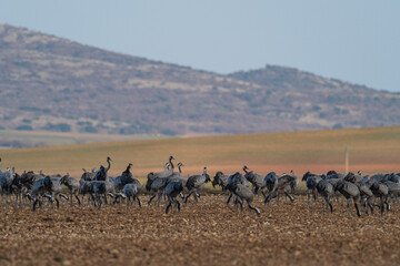 Fototapeta na wymiar A flock of eurasian crane (Grus grus) in winter in Gallocanta