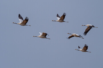 A flock of eurasian crane (Grus grus) in winter in Gallocanta