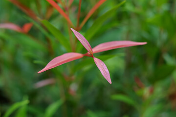 pink lily flower