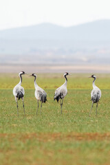 A flock of eurasian crane (Grus grus) in winter in Gallocanta