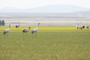 Obraz na płótnie Canvas A flock of eurasian crane (Grus grus) in winter in Gallocanta