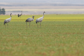 A flock of eurasian crane (Grus grus) in winter in Gallocanta