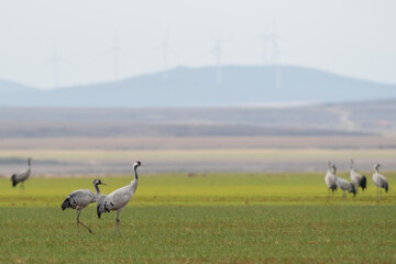A flock of eurasian crane (Grus grus) in winter in Gallocanta