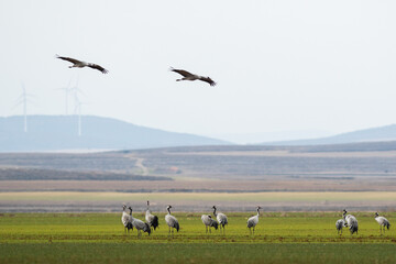 A flock of eurasian crane (Grus grus) in winter in Gallocanta