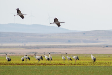 A flock of eurasian crane (Grus grus) in winter in Gallocanta
