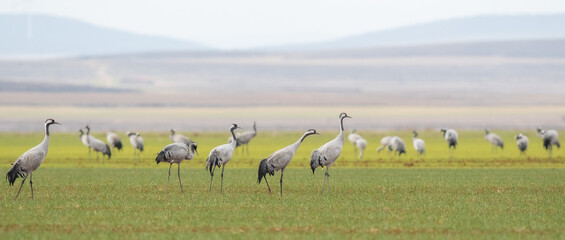 A flock of eurasian crane (Grus grus) in winter in Gallocanta