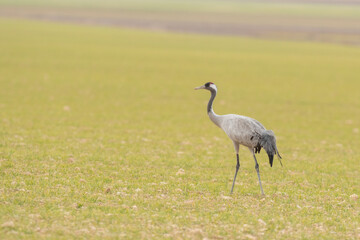 A flock of eurasian crane (Grus grus) in winter in Gallocanta