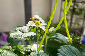 Hover Fly, Sphaerophoria scripta, on a strawberry flower