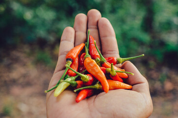 thai red chili recipe for making thai food