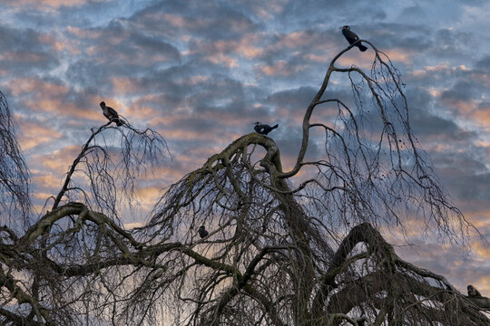 Cormorants in tree