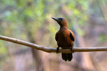 Rufous woodpecker (Micropternus brachyurus) photographed in Mumbai in Maharashtra, India