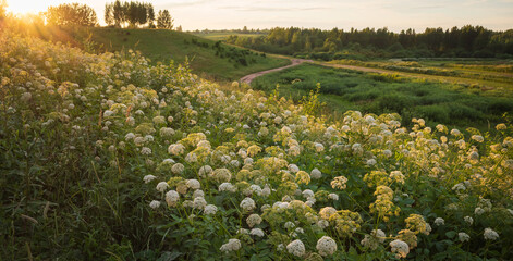 Evening landscape sunset over green fields and hills and white umbel flowers in the foreground - obrazy, fototapety, plakaty