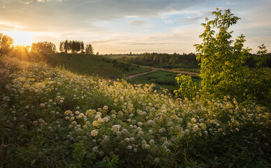 Evening landscape sunset over green fields and hills and white umbel flowers in the foreground